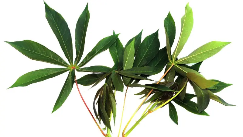 Daun ketela pohon