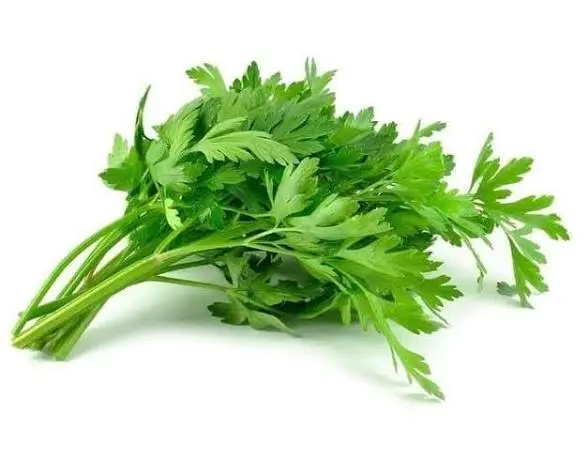 Daun sledri
