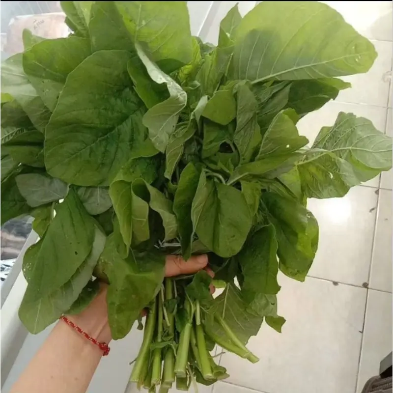 Bayam potong